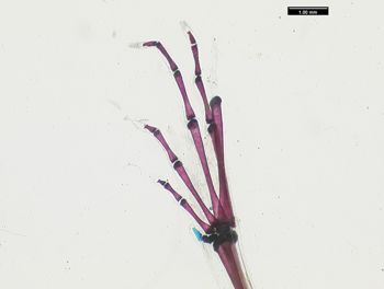 Media type: image;   Herpetology A-136938